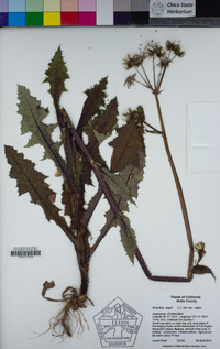 Sonchus asper image