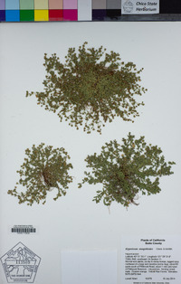 Hypericum anagalloides image