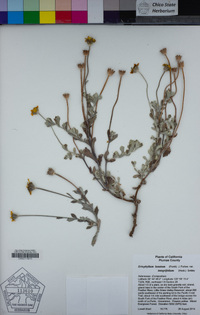 Eriophyllum lanatum var. integrifolium image