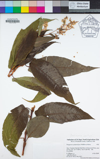 Persicaria wallichii image