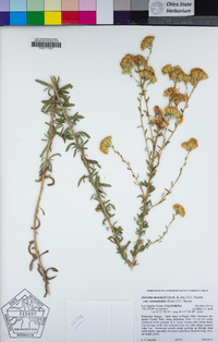 Isocoma menziesii var. vernonioides image