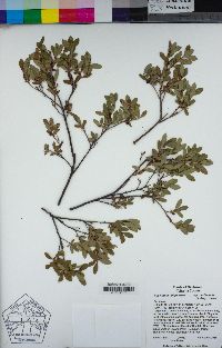 Vaccinium uliginosum image