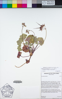 California macrophylla image