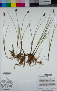 Carex simulata image