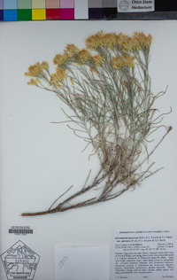 Ericameria nauseosa image