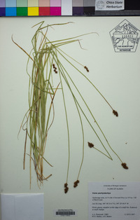 Carex pachystachya image