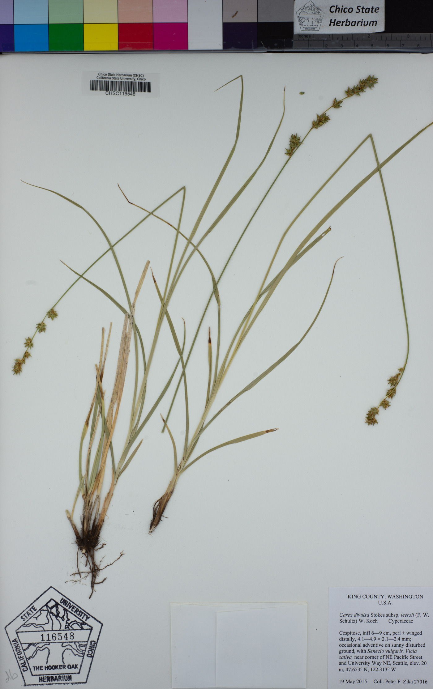 Carex divulsa subsp. leersii image