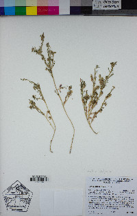 Lepidium didymum image