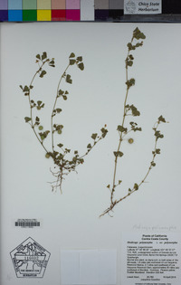 Medicago polymorpha image