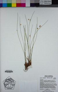 Juncus balticus subsp. ater image