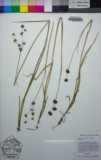 Juncus saximontanus image