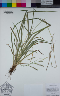 Carex sylvatica image