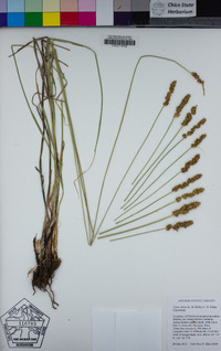 Carex densa image