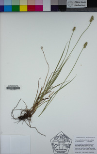 Carex muehlenbergii var. muehlenbergii image