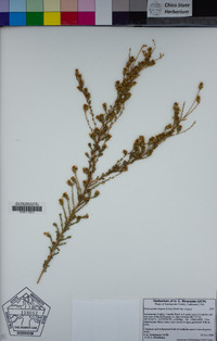Holocarpha virgata subsp. virgata image