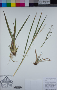 Coleataenia longifolia subsp. rigidula image