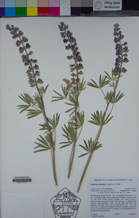 Lupinus arbustus image