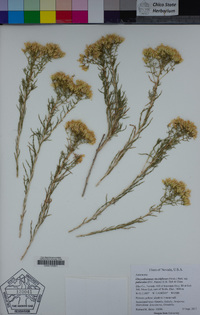 Chrysothamnus viscidiflorus image