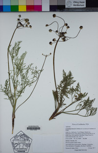 Lomatium hooveri image