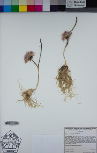 Allium monticola image
