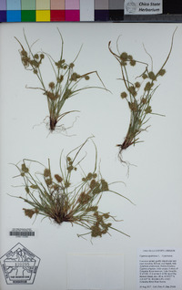 Cyperus squarrosus image