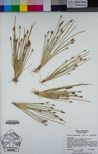 Eleocharis engelmannii image