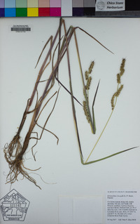 Echinochloa crus-galli image