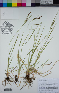 Carex hassei image