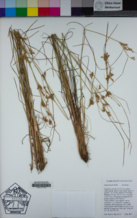 Juncus tenuis image