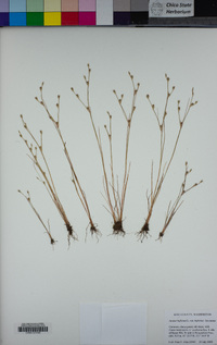 Juncus bufonius var. bufonius image