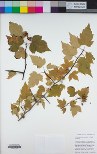 Crataegus phaenopyrum image