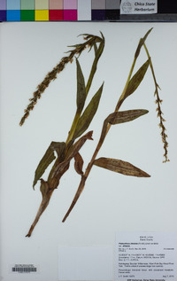 Platanthera dilatata image