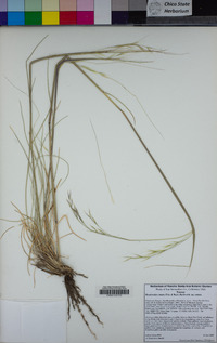 Hesperostipa comata var. comata image