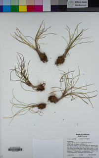 Isoetes nuttallii image