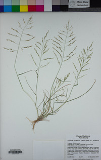 Eragrostis pectinacea image