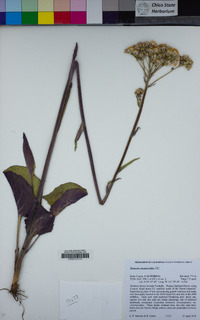 Senecio aronicoides image