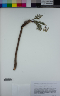 Lomatium ravenii var. ravenii image