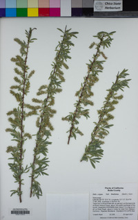 Salix exigua var. hindsiana image