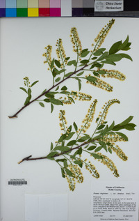 Prunus virginiana image