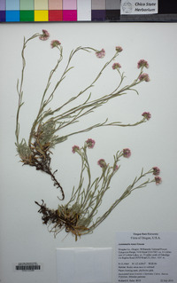 Antennaria rosea image