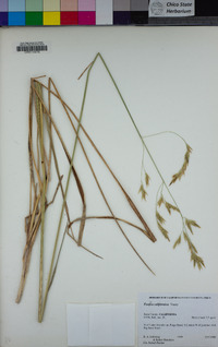 Festuca californica image