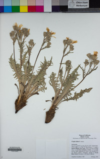 Crepis bakeri image