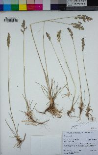 Poa compressa image