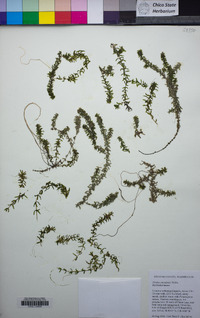 Elodea canadensis image