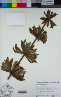 Lilium washingtonianum image
