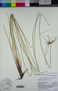 Eleocharis rostellata image