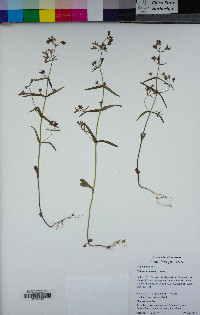 Collinsia linearis image