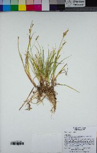 Carex aurea image