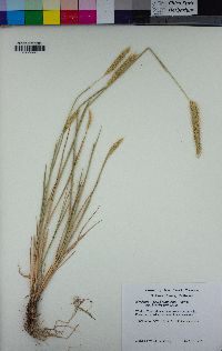 Hordeum brachyantherum image