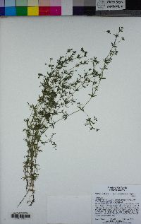 Galium trifidum subsp. columbianum image